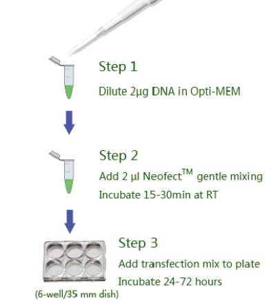 DNA-3